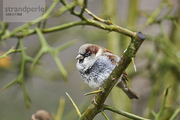 Haussperling  Passer domesticus  Deutschland  Europa