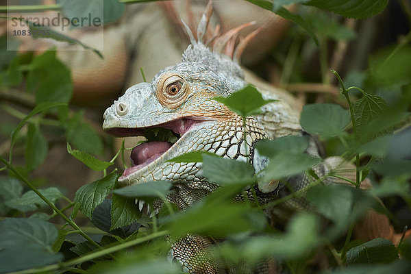 Grüner Leguan  Iguana iguana  Deutschland  Europa