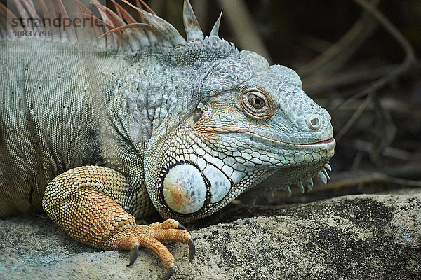 Grüner Leguan  Iguana iguana  Deutschland  Europa