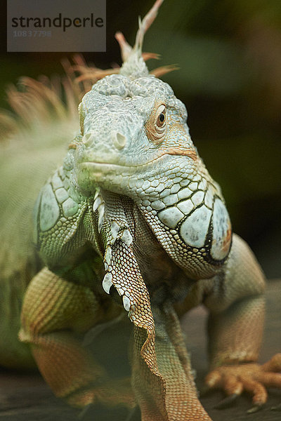 Grüner Leguan  Iguana iguana  Deutschland  Europa