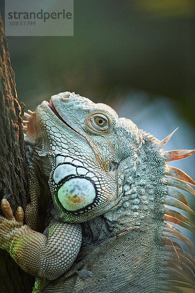 Grüner Leguan  Iguana iguana  Deutschland  Europa