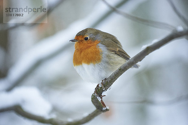 Rotkehlchen  Erithacus rubecula  im Winter  Bayern  Deutschland  Europa