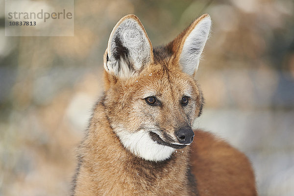 Mähnenwolf  Chrysocyon brachyurus  Deutschland  Europa