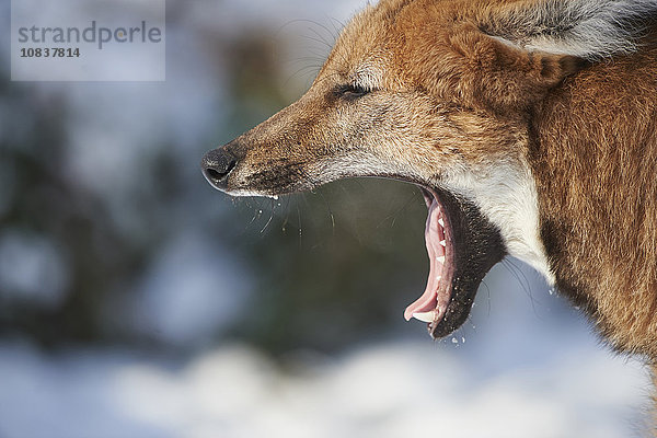 Mähnenwolf  Chrysocyon brachyurus  Deutschland  Europa