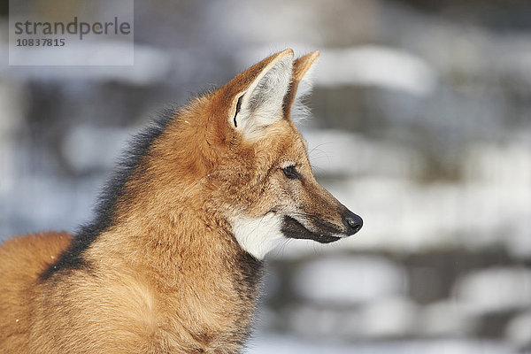 Mähnenwolf  Chrysocyon brachyurus  Deutschland  Europa