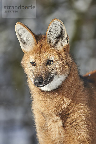 Mähnenwolf  Chrysocyon brachyurus  Deutschland  Europa