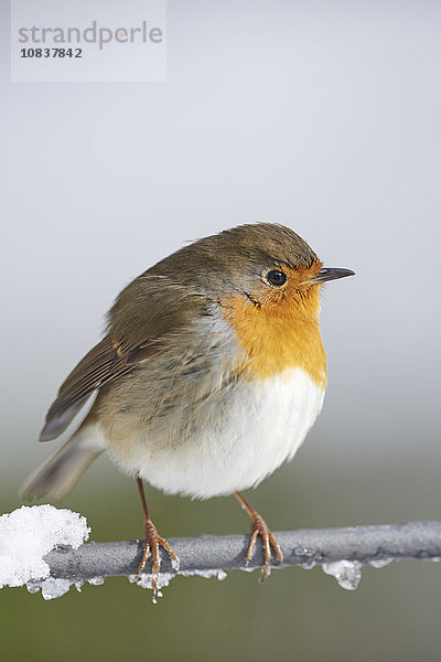 Rotkehlchen  Erithacus rubecula  im Winter  Bayern  Deutschland  Europa