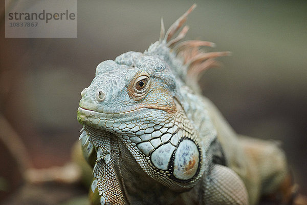 Grüner Leguan  Iguana iguana  Deutschland  Europa