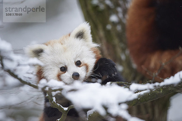 Kleiner Panda  Ailurus fulgens  im Schnee  Deutschland  Europa