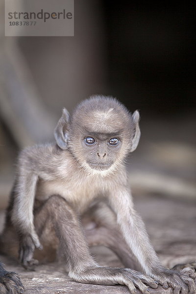 Dussumier-Hanuman-Langur  Semnopithecus dussumieri  Ranthambhore-Nationalpark  Rajasthan  Indien  Asien