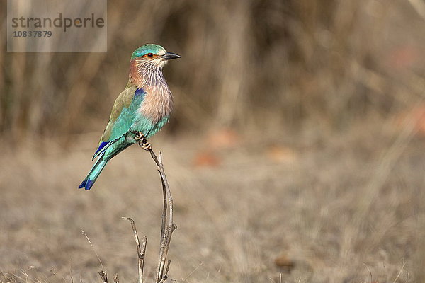 Hinduracke  Coracias benghalensis  Kanha-Nationapark  Madhya Pradesh  Indien  Asien