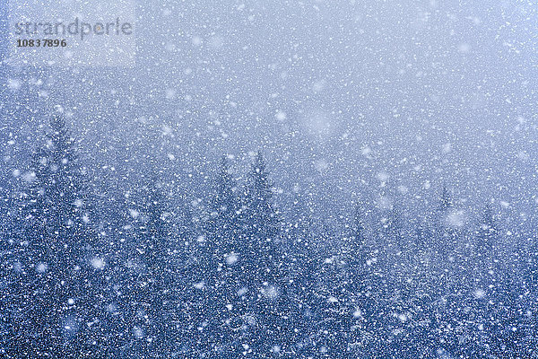 Schneeflocken über Bäumen