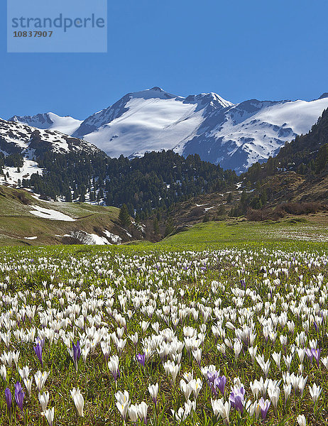 Blumenwiese mit Krokussen  Obergurgl  Ötztaler Alpen  Ötztal  Tirol  Österreich  Europa