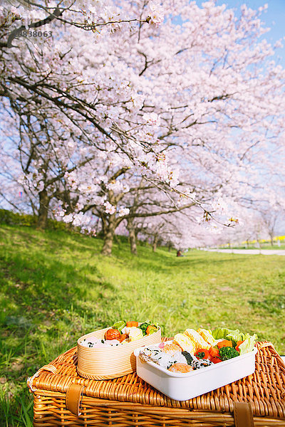 Bento unter den Kirschblüten