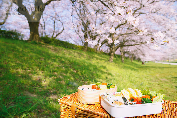 Bento unter den Kirschblüten