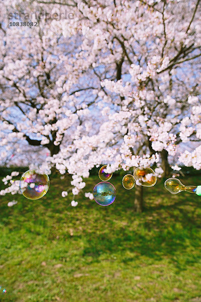 Seifenblasen und Kirschblüten