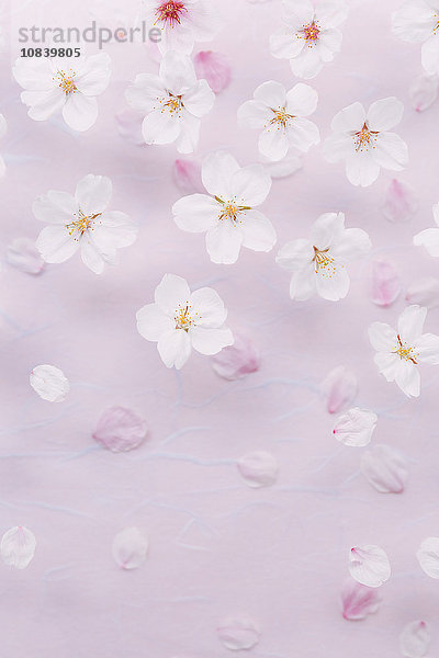 Kirschblüten auf Papier