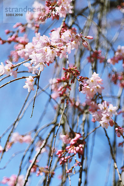 Kirschblüten