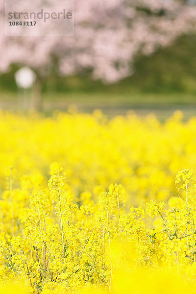 Raps und Kirschblüten