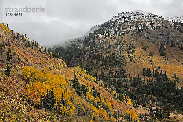 Herbstbäume auf abgelegenem Hang  in der Nähe von Silverton  Colorado  USA