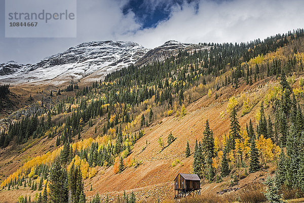 Herbstbäume am abgelegenen Hang  Red Mountain Pass  Colorado Vereinigte Staaten von Amerika