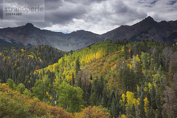 Grüne und gelbe Herbstbäume am Berghang  West Fork Dallas Creek  Colorado  USA
