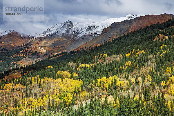Gelbe Herbstbäume am Hang unter schneebedeckten Bergen  Red Mountain Pass  Colorado  USA