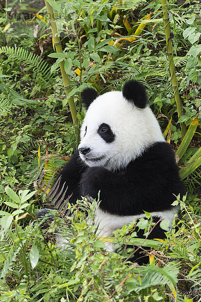 Zwei Jahre alter junger Riesenpanda (Ailuropoda melanoleuca)  China Conservation and Research Centre  Chengdu  Sichuan  China  Asien