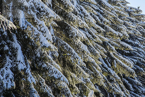 Schneebedeckte Äste von Bäumen nach starkem Schneefall  Gerola-Tal  Valtellina  Orobie-Alpen  Lombardei  Italien  Europa