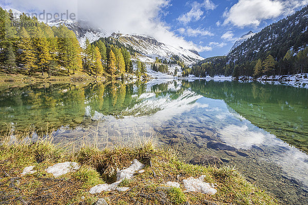 Bunte Bäume und verschneite Gipfel spiegeln sich im Lai da Palpuogna  Albulapass  Engadin  Kanton Graubünden  Schweiz  Europa