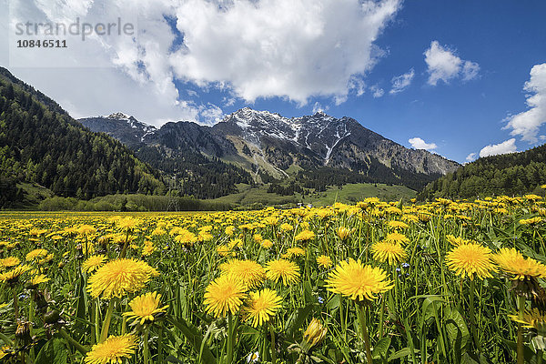 Frühlingsblumen und grüne Wiesen  Casaccia  Bergell-Tal  Engadin  Kanton Graubünden  Schweiz  Europa