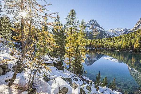 Bunte Wälder und verschneite Gipfel spiegeln sich im Saoseosee  Poschiavo-Tal  Kanton Grauunden  Schweiz  Europa