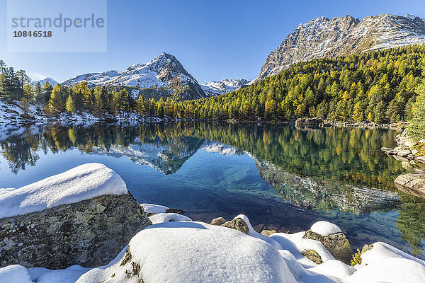 Bunte Wälder und schneebedeckte Gipfel spiegeln sich im Saoseosee  Poschiavo Tal  Kanton Graubünden  Schweiz  Europa
