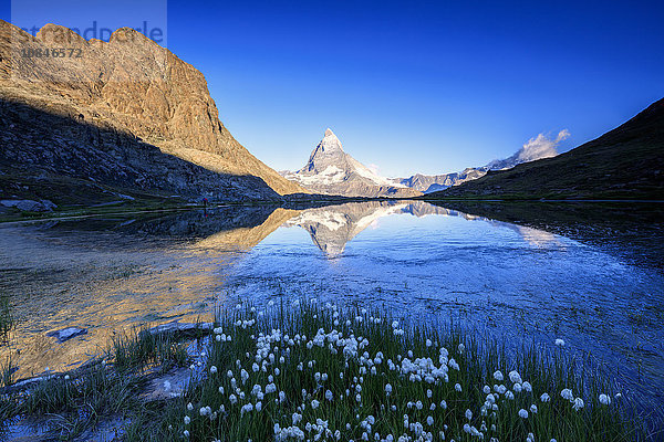 Baumwollgras umrahmt das Matterhorn  das sich im Stellisee in der Morgendämmerung spiegelt  Zermatt  Kanton Wallis  Schweizer Alpen  Schweiz  Europa
