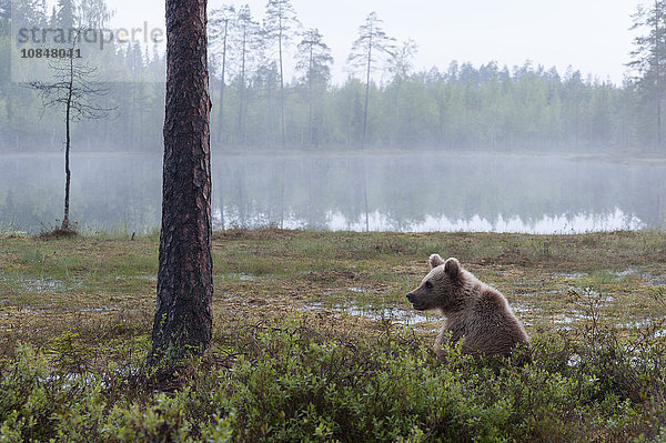Europäischer Braunbär (Ursus arctos)  Kuhmo  Finnland  Skandinavien  Europa