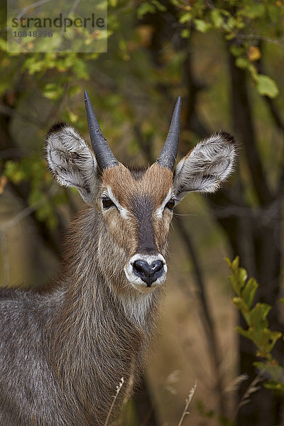 Gewöhnlicher Wasserbock (Ellipsen-Wasserbock) (Kobus ellipsiprymnus ellipsiprymnus)  junger Bock  Krüger-Nationalpark  Südafrika  Afrika