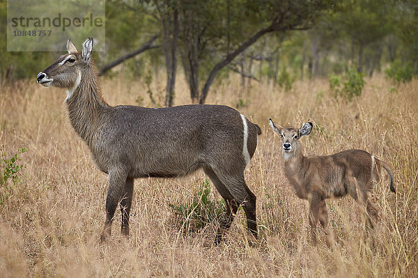 Gewöhnlicher Wasserbock (Ellipsen-Wasserbock) (Kobus ellipsiprymnus ellipsiprymnus)  Ricke und Kalb  Krüger-Nationalpark  Südafrika  Afrika