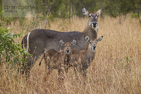 Gewöhnlicher Wasserbock (Ellipsen-Wasserbock) (Kobus ellipsiprymnus ellipsiprymnus)  Ricke und zwei Kälber  Kruger National Park  Südafrika  Afrika