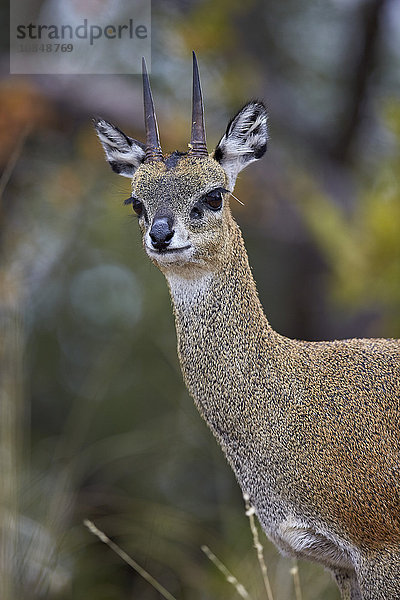 Klippspringer (Oreotragus oreotragus) männlich  Krüger-Nationalpark  Südafrika  Afrika