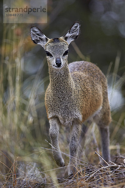 Klippspringer (Oreotragus oreotragus) weiblich  Kruger National Park  Südafrika  Afrika