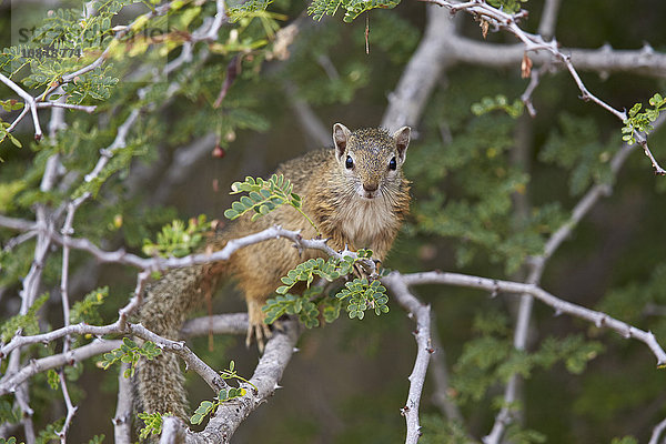 Baumhörnchen (Smiths Buschhörnchen) (Gelbfußhörnchen) (Paraxerus cepapi)  Kruger National Park  Südafrika  Afrika