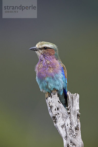 Veilchenbrustwalze (Coracias caudata)  Krüger-Nationalpark  Südafrika  Afrika