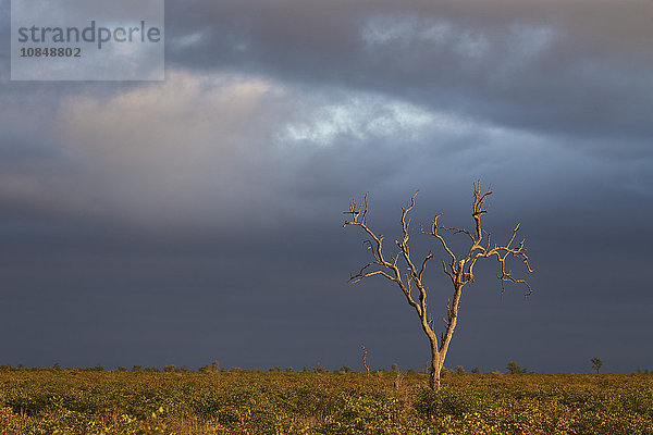 Kahler Baum mit dunklen Wolken  Kruger National Park  Südafrika  Afrika