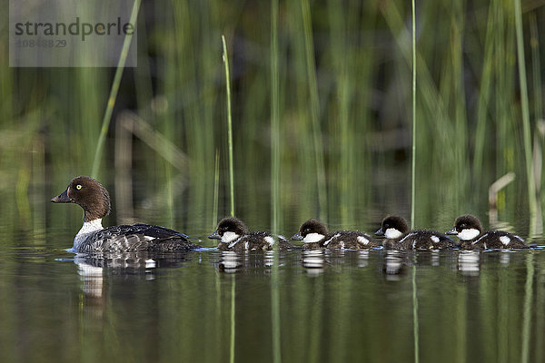 Schellente (Bucephala clangula)  Weibchen schwimmend mit vier Küken  Lac Le Jeune Provincial Park  British Columbia  Kanada  Nordamerika