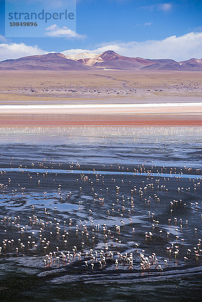 Flamingos an der Laguna Colorada (Rote Lagune)  einem Salzsee im bolivianischen Altiplano im Nationalen Reservat der Andenfauna Eduardo Avaroa  Bolivien  Südamerika