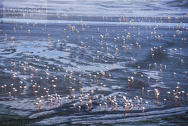 Tausende von Flamingos an der Laguna Colorada  einem Salzsee im Altiplano von Bolivien im Eduardo Avaroa Andean Fauna National Reserve  Bolivien  Südamerika