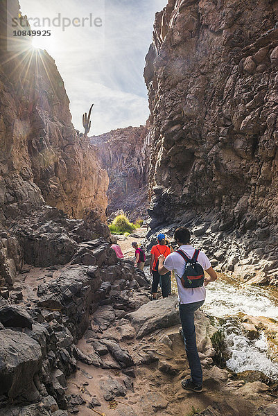 Trekking im Kaktustal (Los Cardones Schlucht)  Atacamawüste  Nordchile  Chile  Südamerika