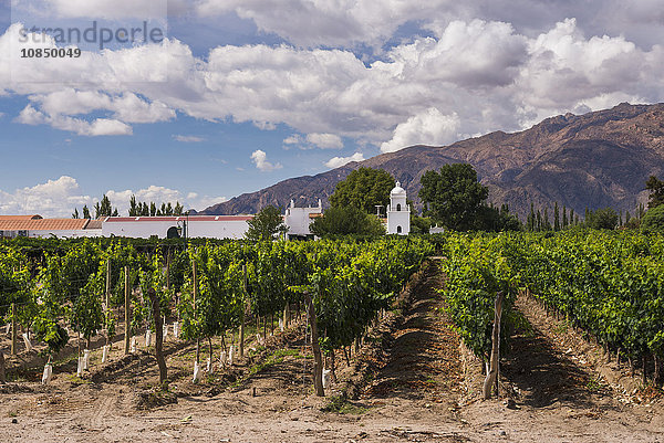 Bodega El Esteco  ein Weingut und Weinberg in Cafayate  Provinz Salta  Nordargentinien  Argentinien  Südamerika