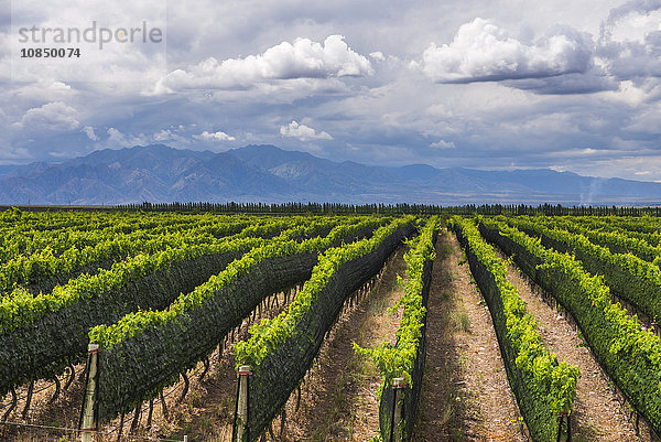 Weinberge im Uco-Tal (Valle de Uco)  einer Weinregion in der Provinz Mendoza  Argentinien  Südamerika