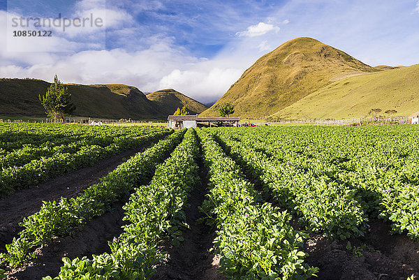 Ackerland am Fuße des Vulkans Illiniza Norte  Provinz Pichincha  Ecuador  Südamerika